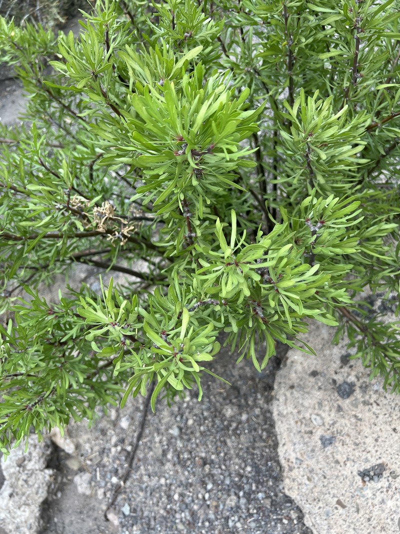 Jatropha dioica var. graminea photo 3