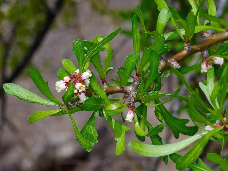 Jatropha dioica var. graminea photo 4