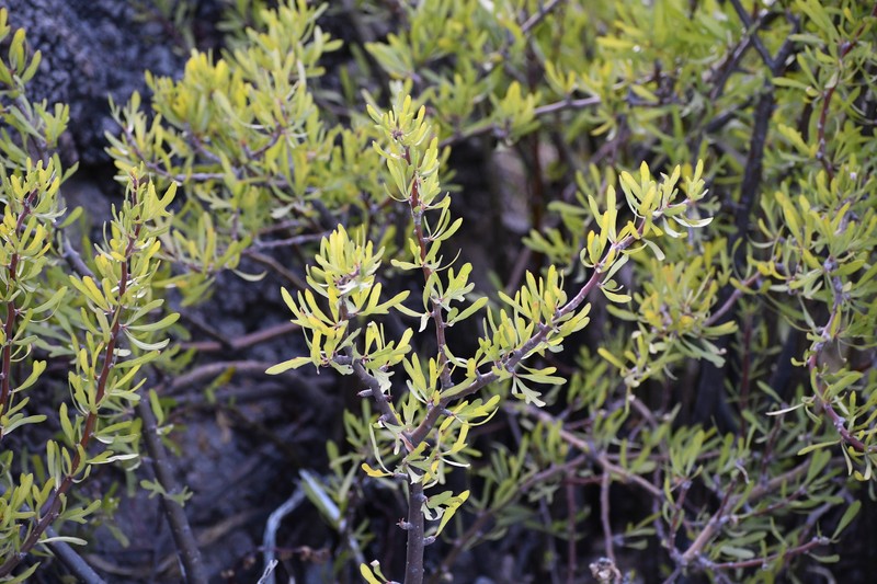 Jatropha dioica var. graminea photo 5