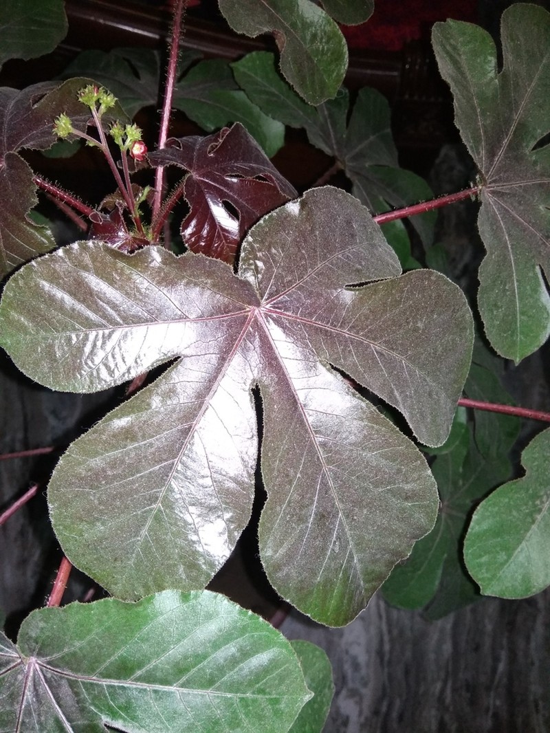 Bellyache Bush
