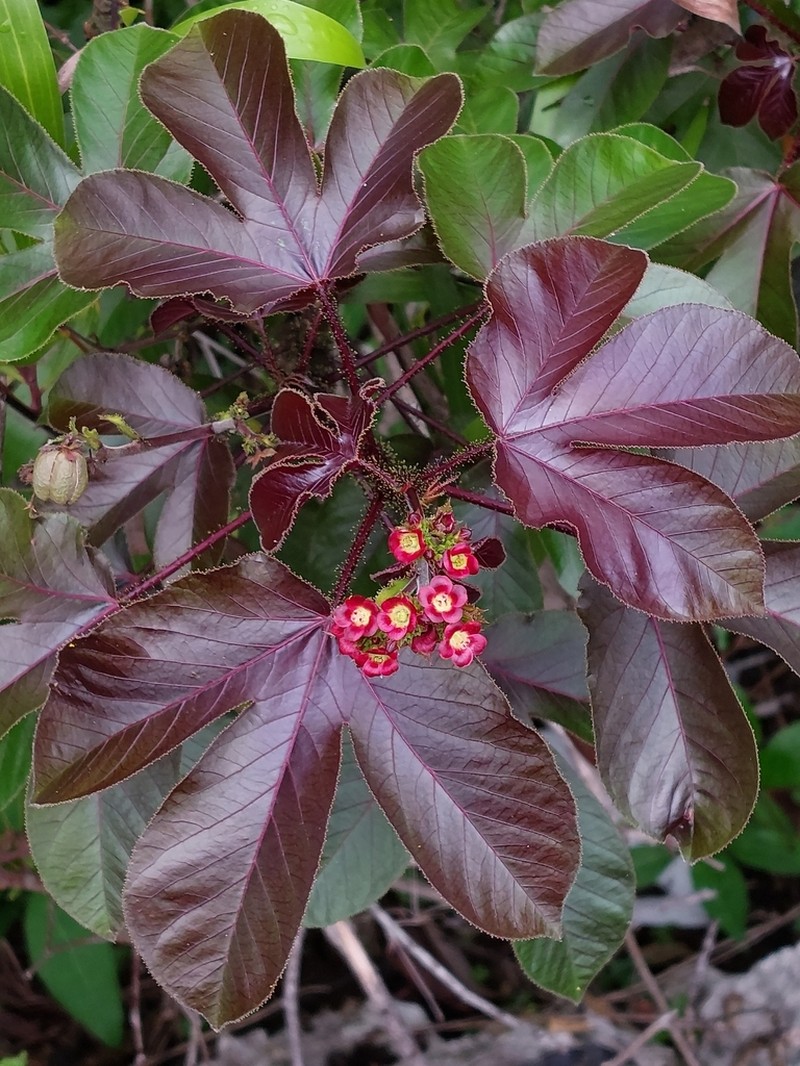Bellyache Bush photo 3