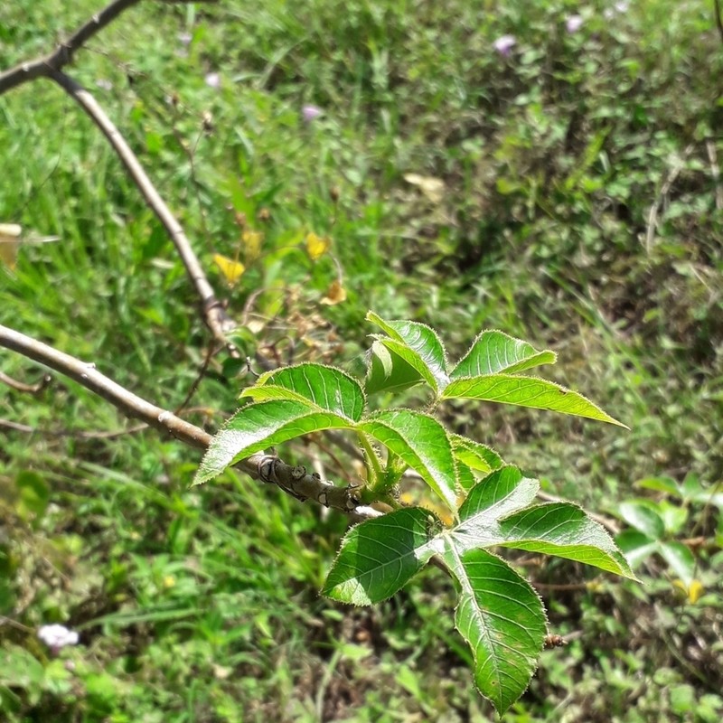Bellyache Bush photo 5
