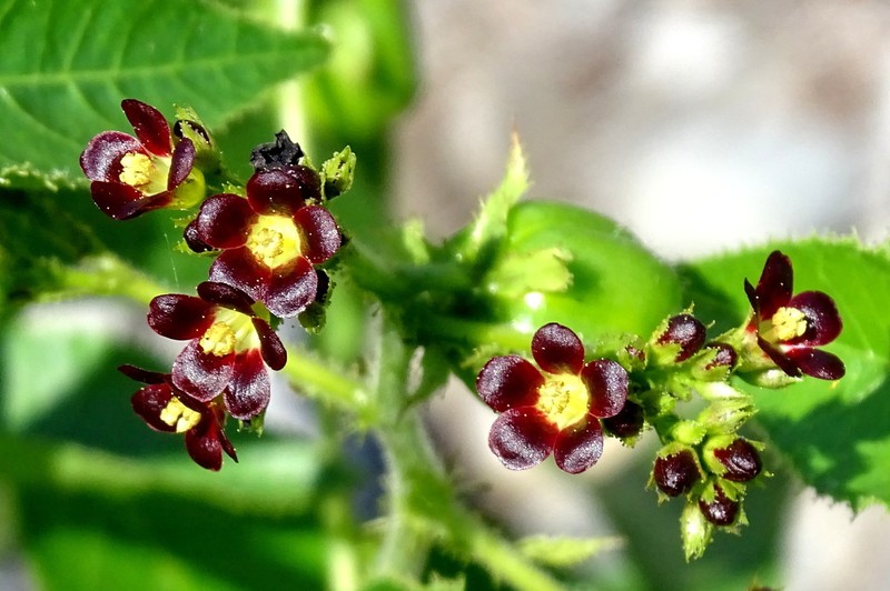 Bellyache Bush photo 6