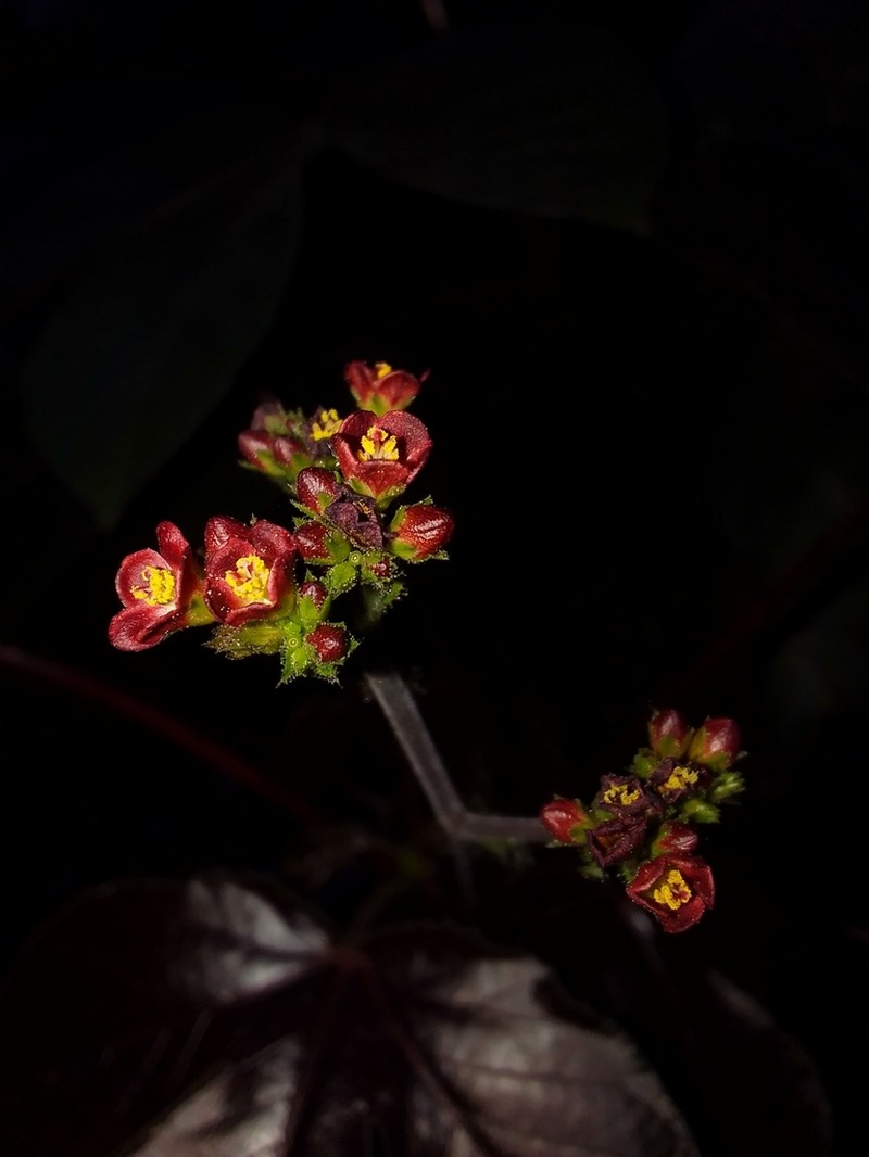 Bellyache Bush photo 7