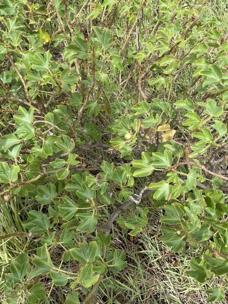 Bellyache Bush photo 8