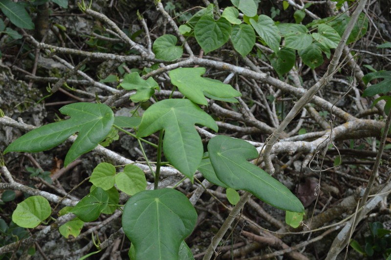 Wild Oilnut