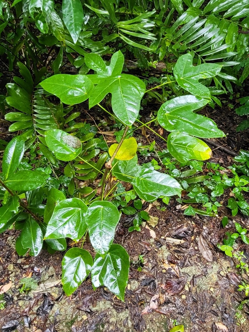 Wild Oilnut photo 2