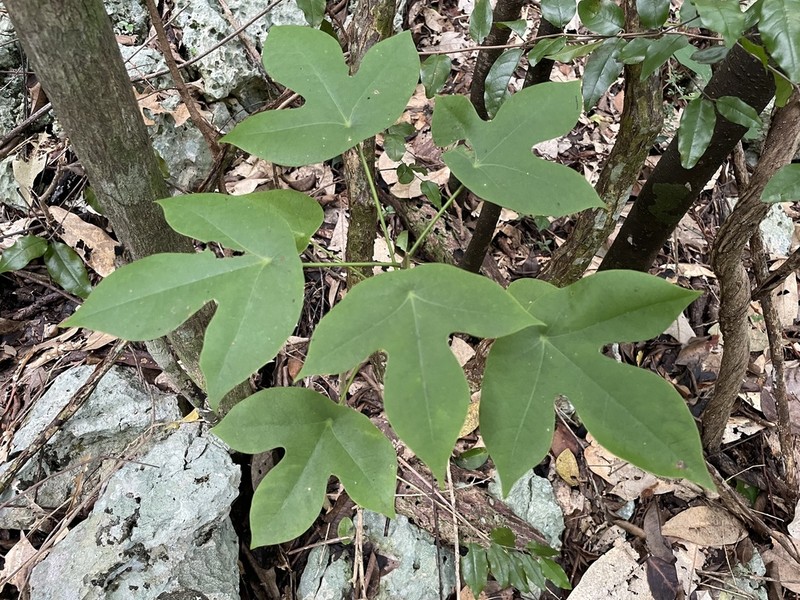 Wild Oilnut photo 3