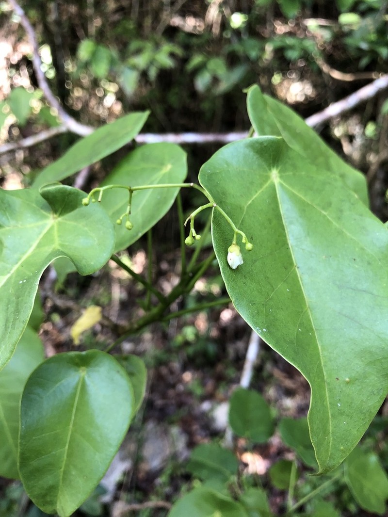 Wild Oilnut photo 4