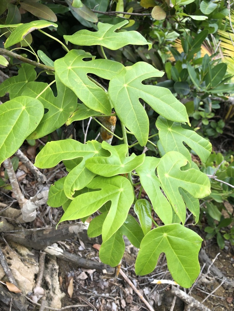 Wild Oilnut photo 5
