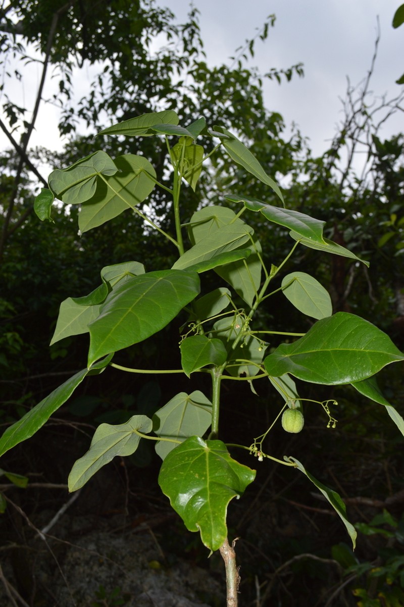 Wild Oilnut photo 6