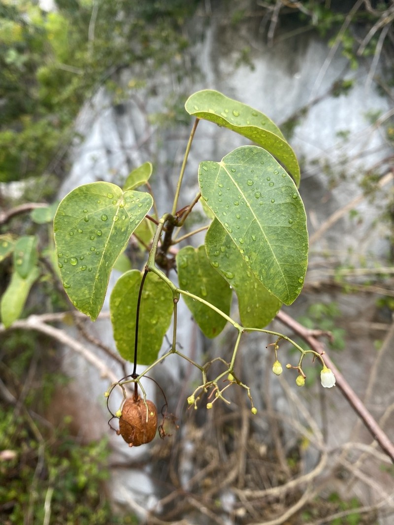Wild Oilnut photo 7