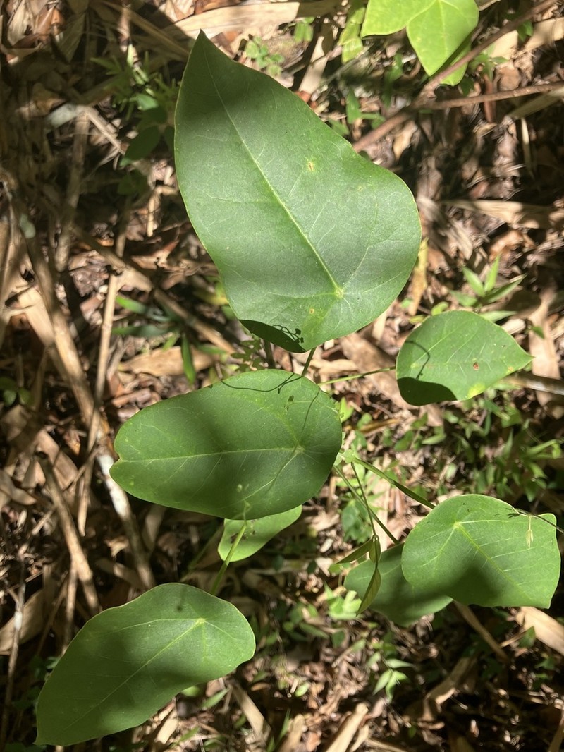 Wild Oilnut photo 8
