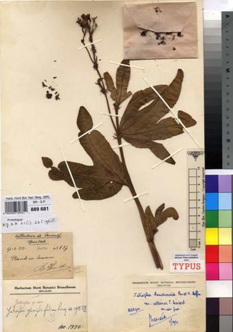 Jatropha kamerunica var. ueleensis