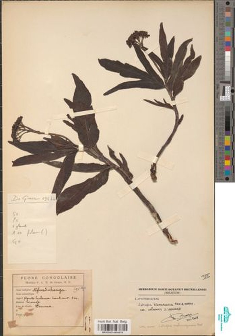Jatropha kamerunica var. ueleensis photo 2