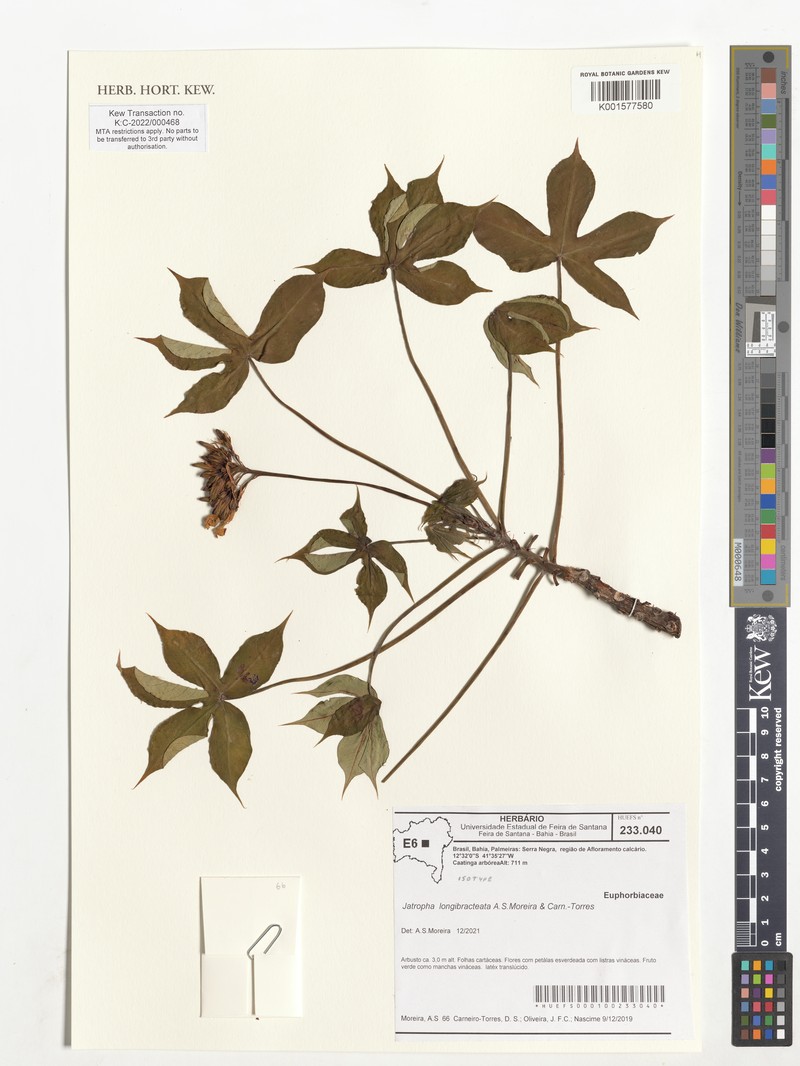 Jatropha longibracteata