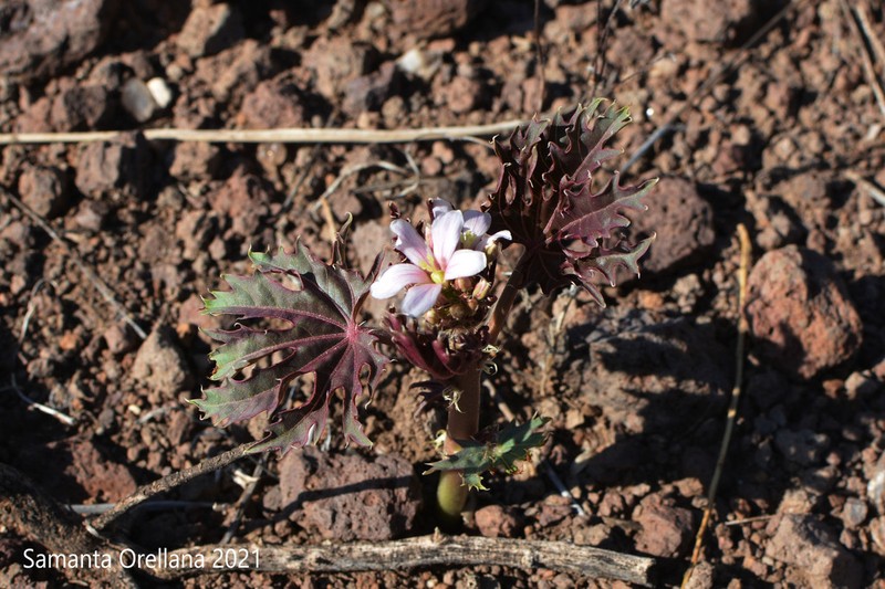 Ragged Nettlespurge photo 2