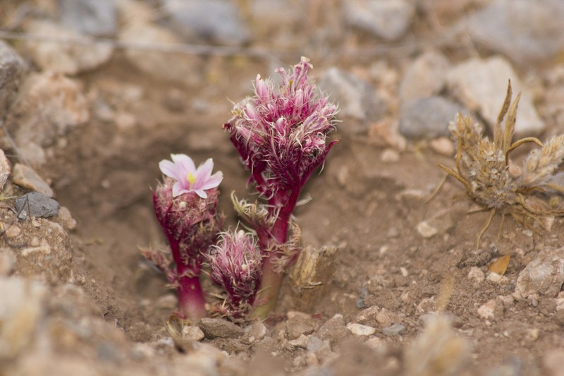 Ragged Nettlespurge photo 4