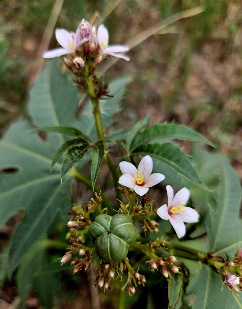 Ragged Nettlespurge photo 6