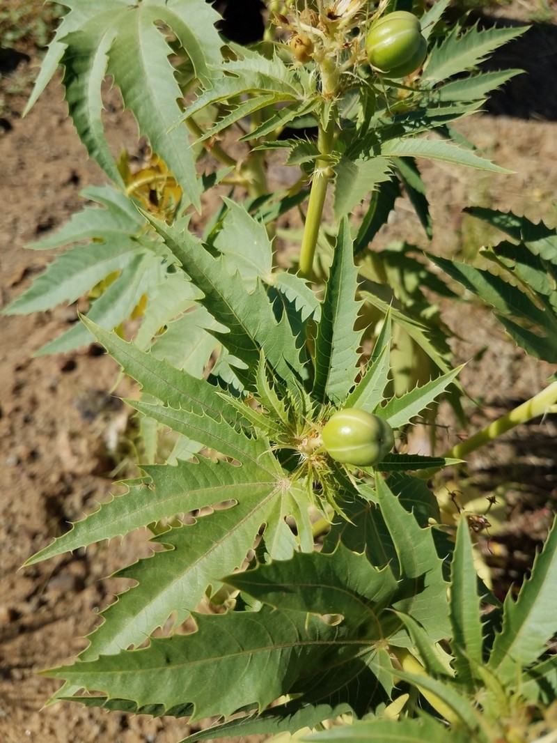 Ragged Nettlespurge photo 8