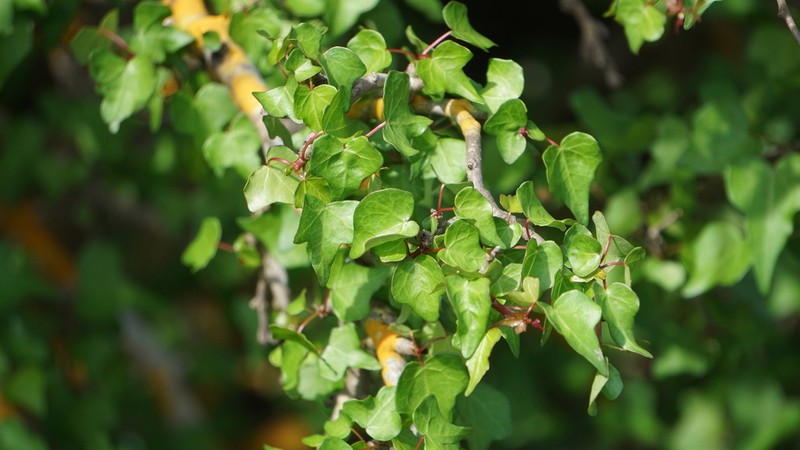 Jatropha marquezii