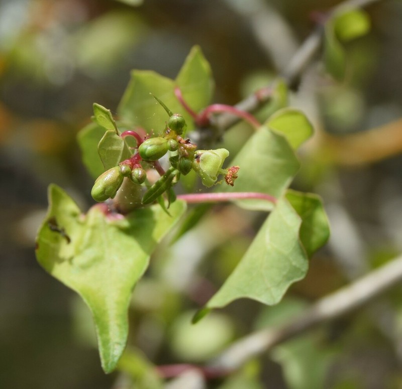 Jatropha marquezii photo 2