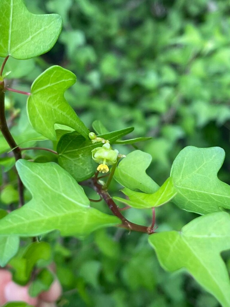 Jatropha marquezii photo 3