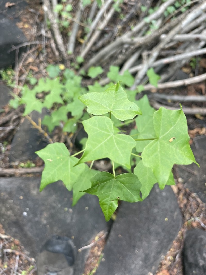 Jatropha marquezii photo 4