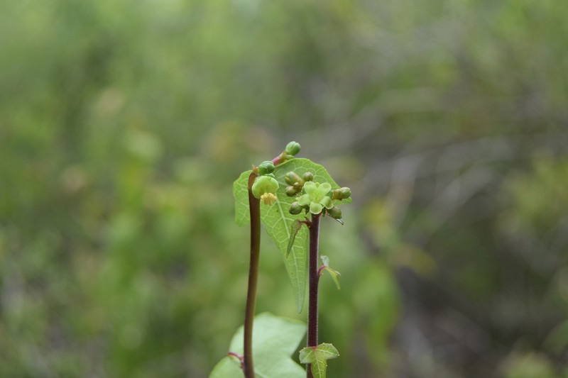 Jatropha marquezii photo 5