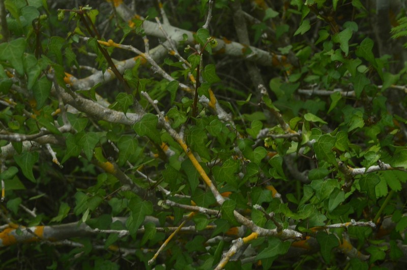 Jatropha marquezii photo 6