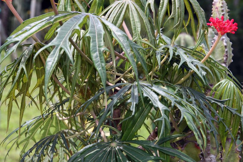 Coralbush photo 8