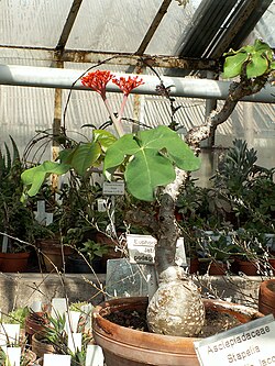 Goutystalk Nettlespurge
