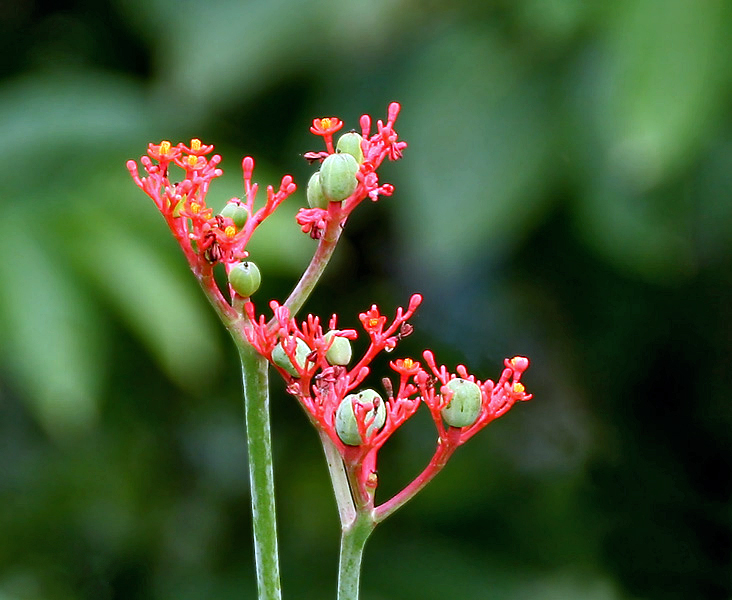 Goutystalk Nettlespurge photo 4