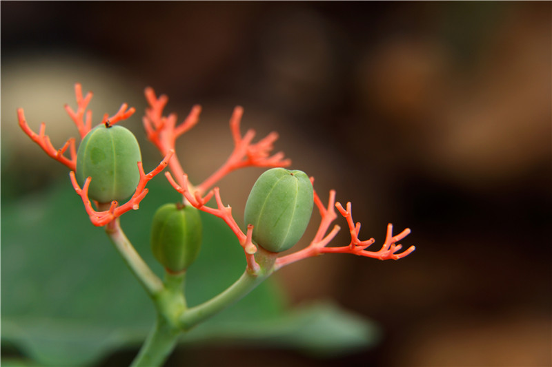 Goutystalk Nettlespurge photo 5