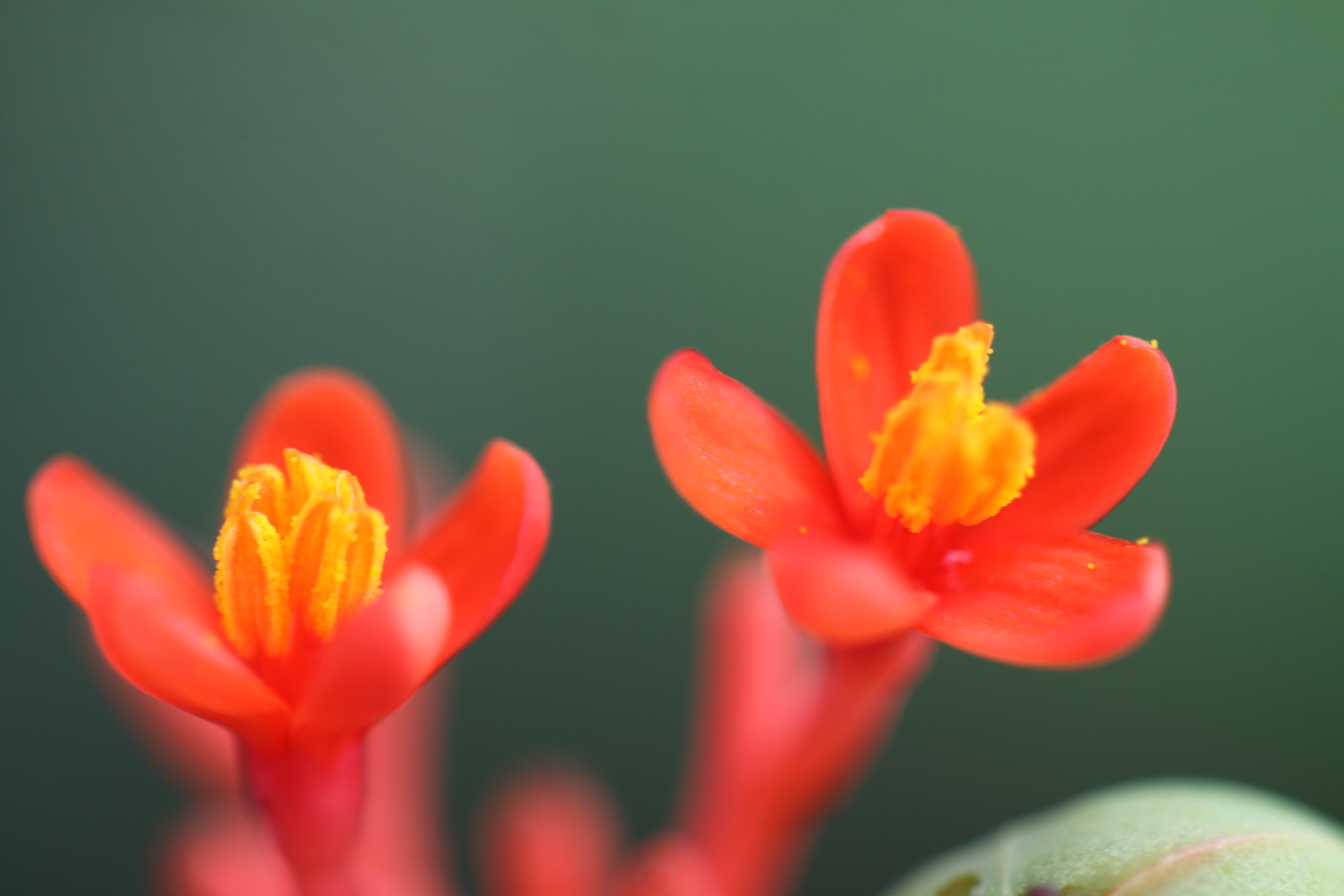 Goutystalk Nettlespurge photo 8