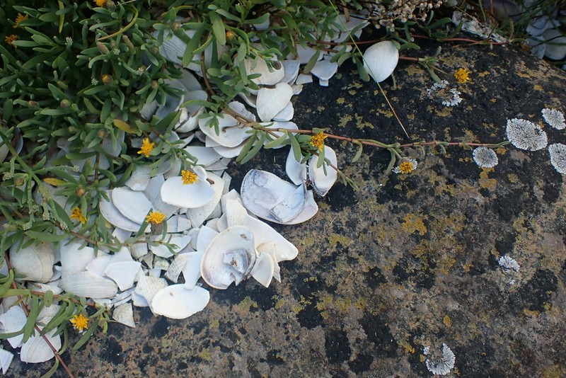 Marsh Jaumea