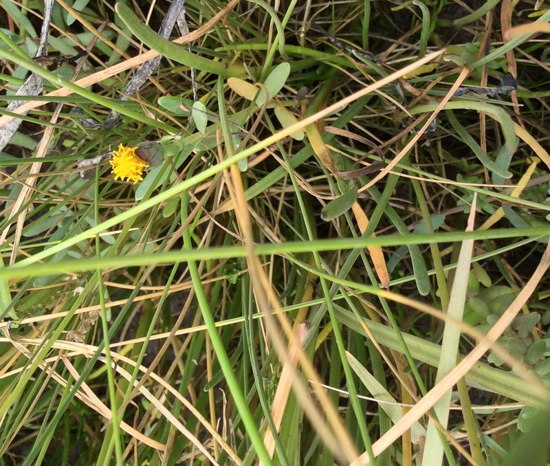 Marsh Jaumea photo 2