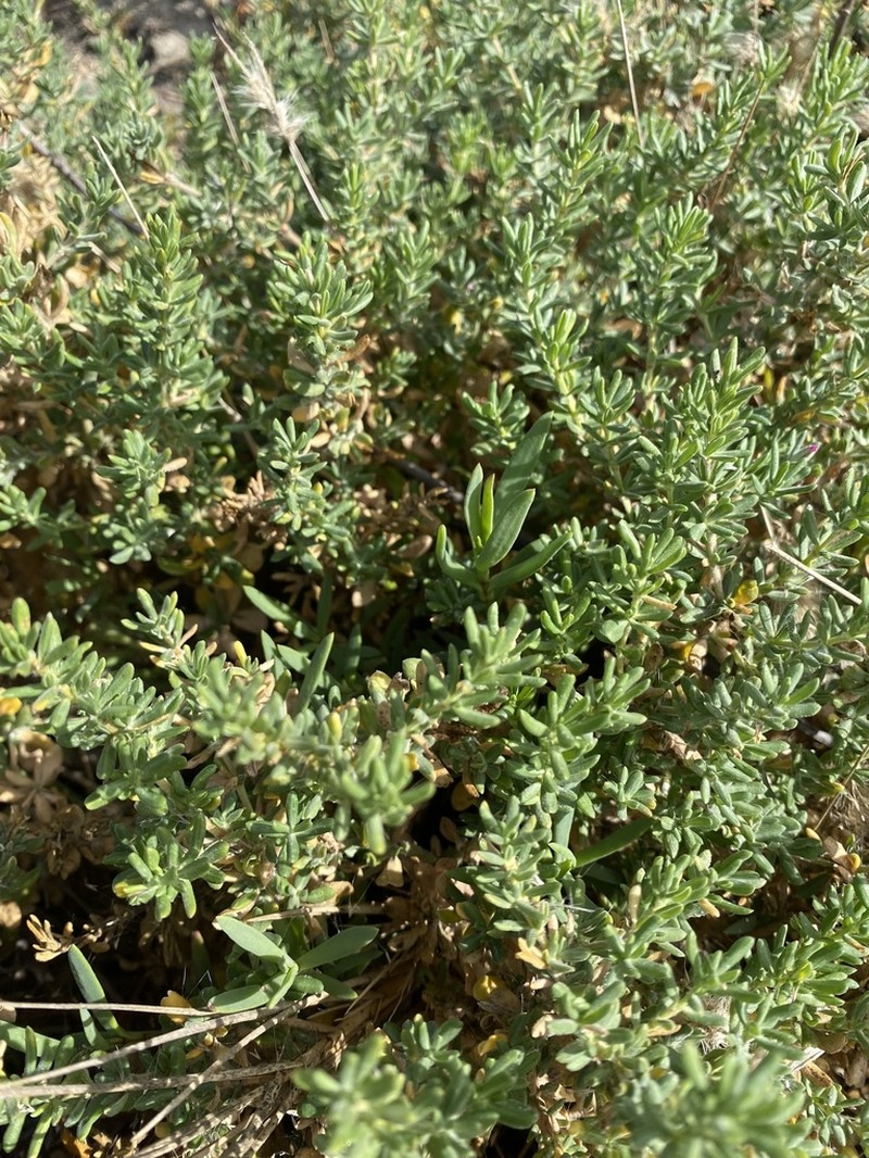 Marsh Jaumea photo 3