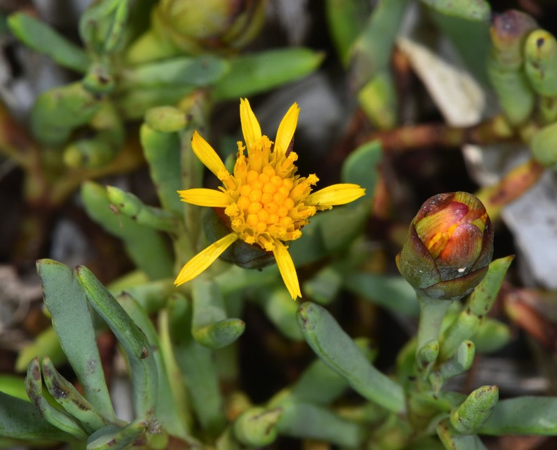 Marsh Jaumea photo 4