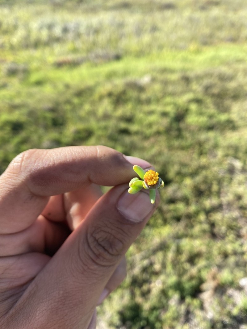 Marsh Jaumea photo 5
