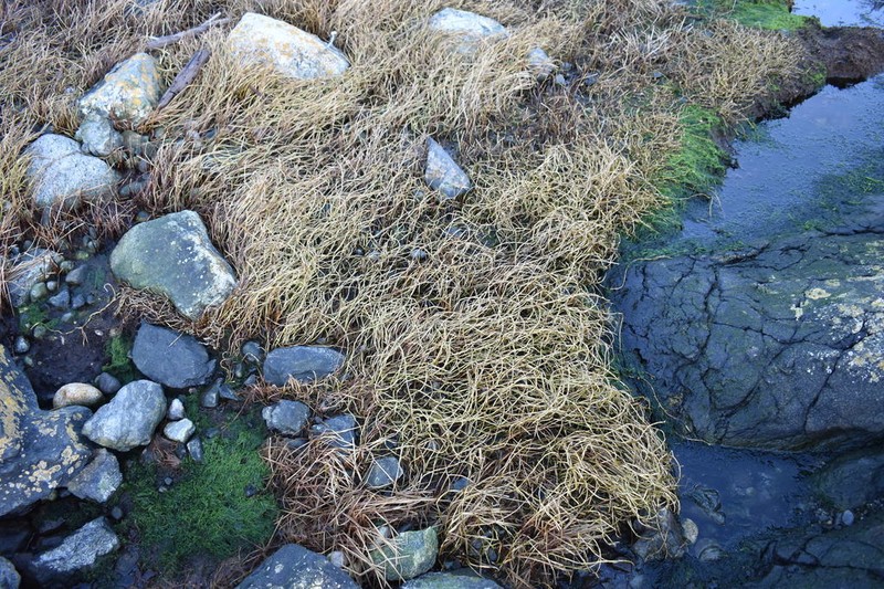 Marsh Jaumea photo 6