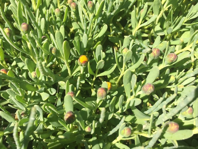 Marsh Jaumea photo 7