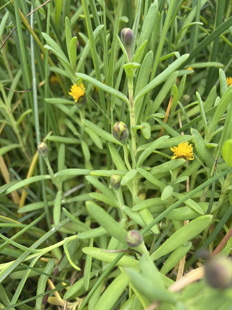 Marsh Jaumea photo 8