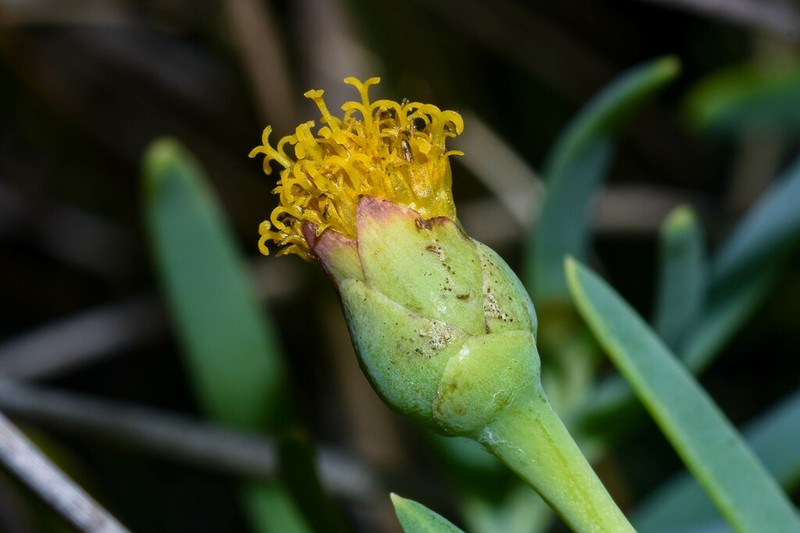 Jaumea linearifolia