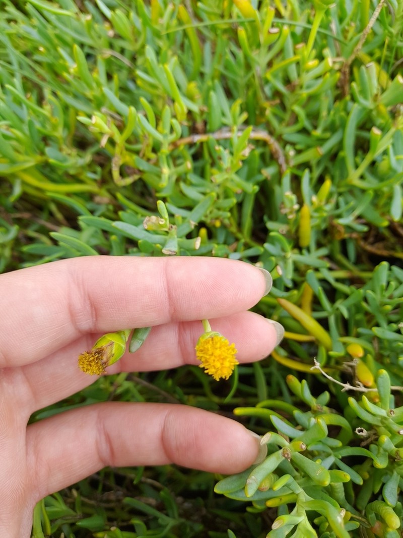 Jaumea linearifolia photo 2