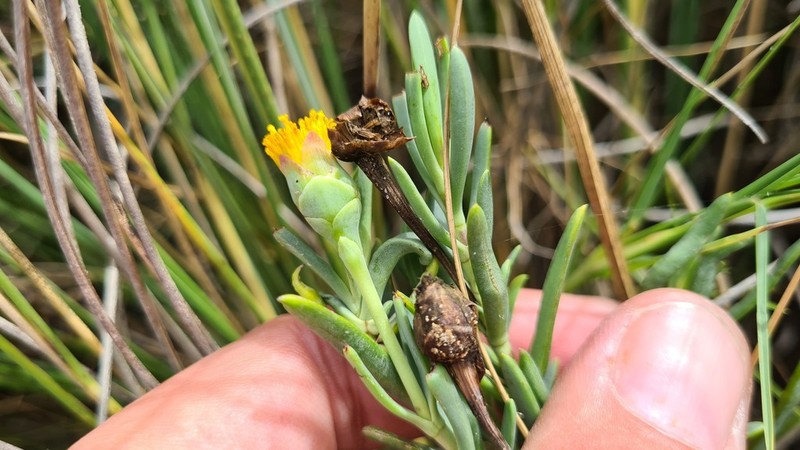 Jaumea linearifolia photo 3