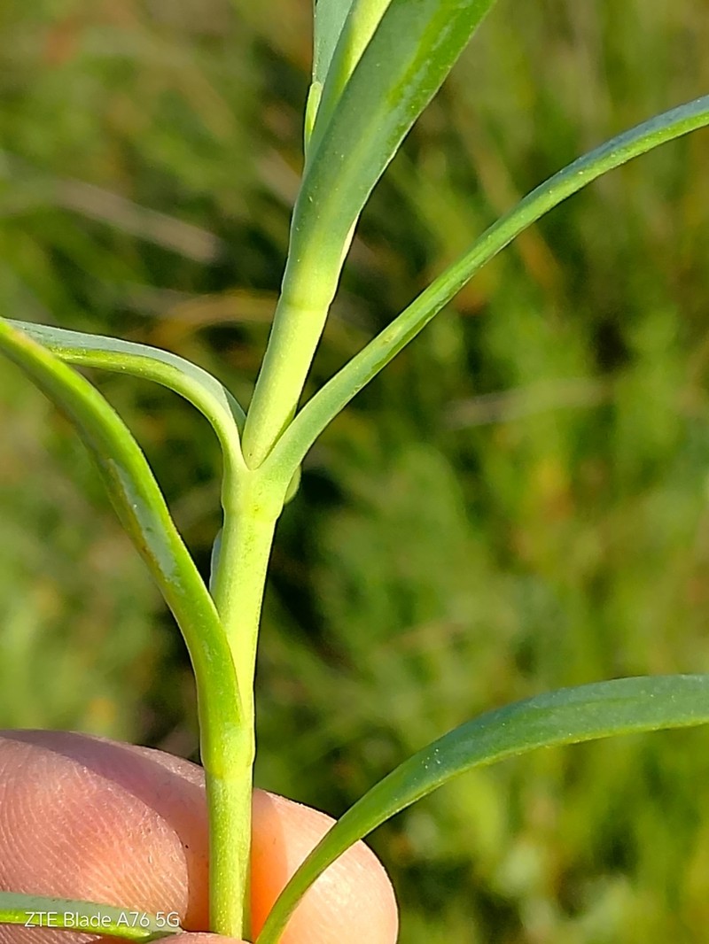 Jaumea linearifolia photo 4
