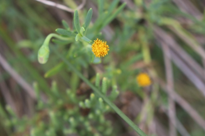 Jaumea linearifolia photo 5