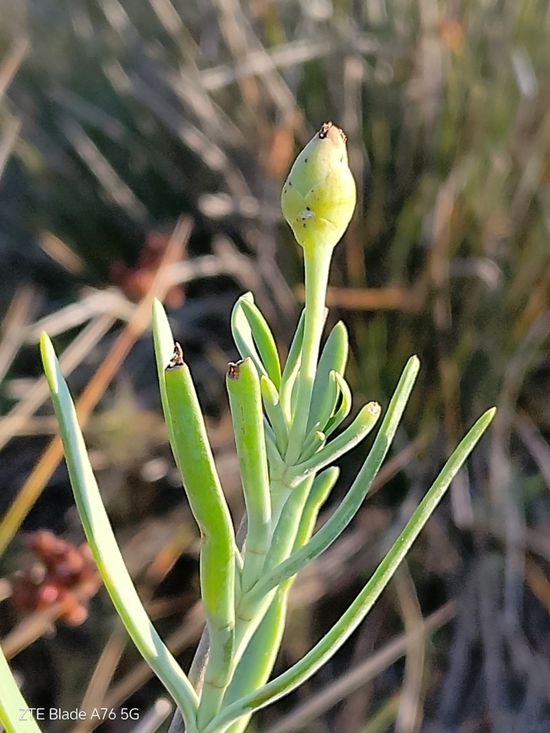 Jaumea linearifolia photo 6