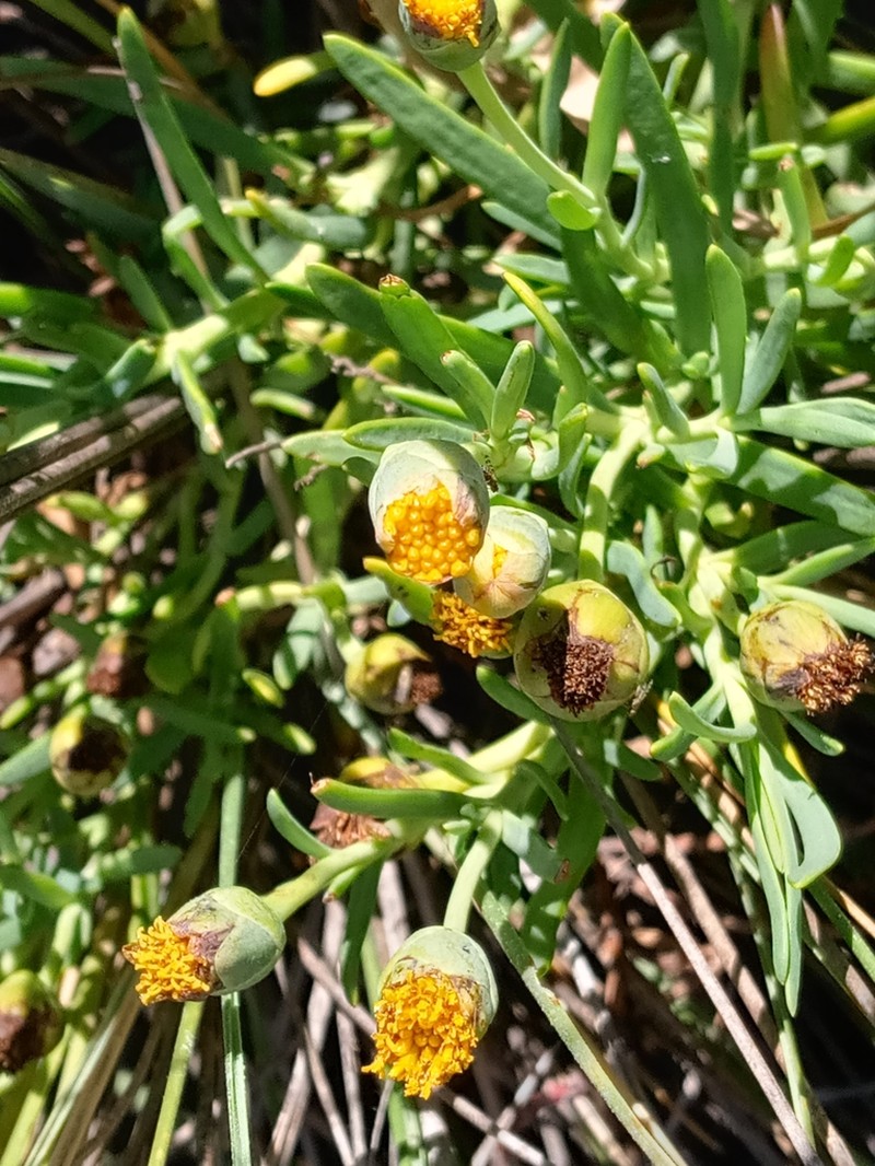 Jaumea linearifolia photo 7